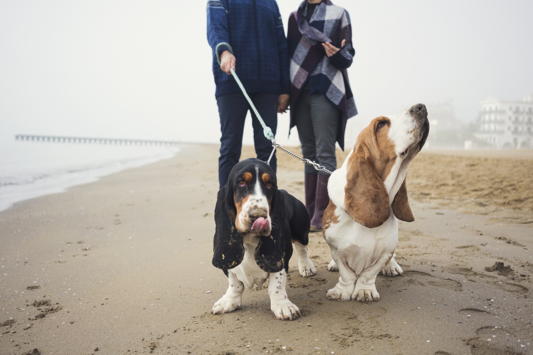 Come organizzare le tue vacanze a Jesolo con il cagnolino