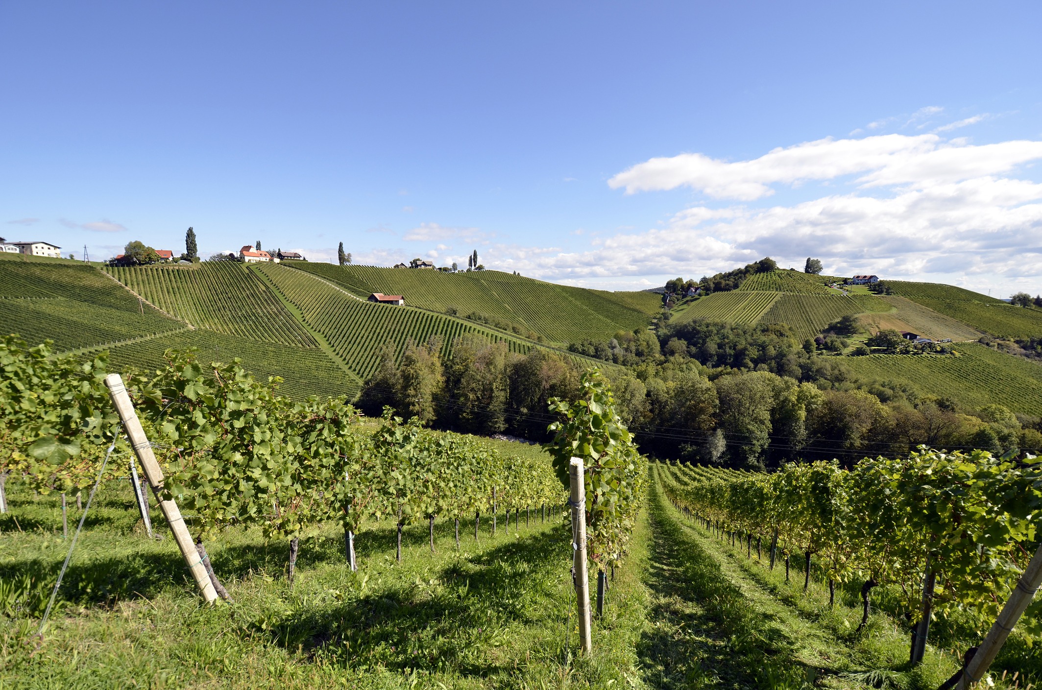 Lison Pramaggiore: vini da scoprire e cantine da visitare