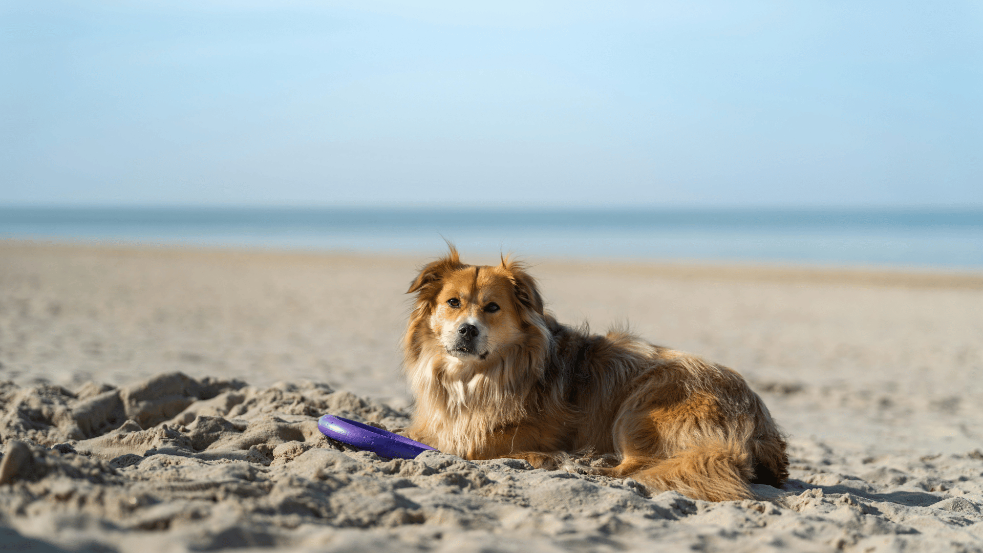 Urlaub mit Hund in Jesolo: Tipps und Guide
